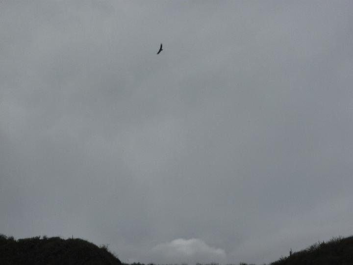 Perou_2010_PAT_107.JPG - Un condor !!!! Dur à prendre en photo